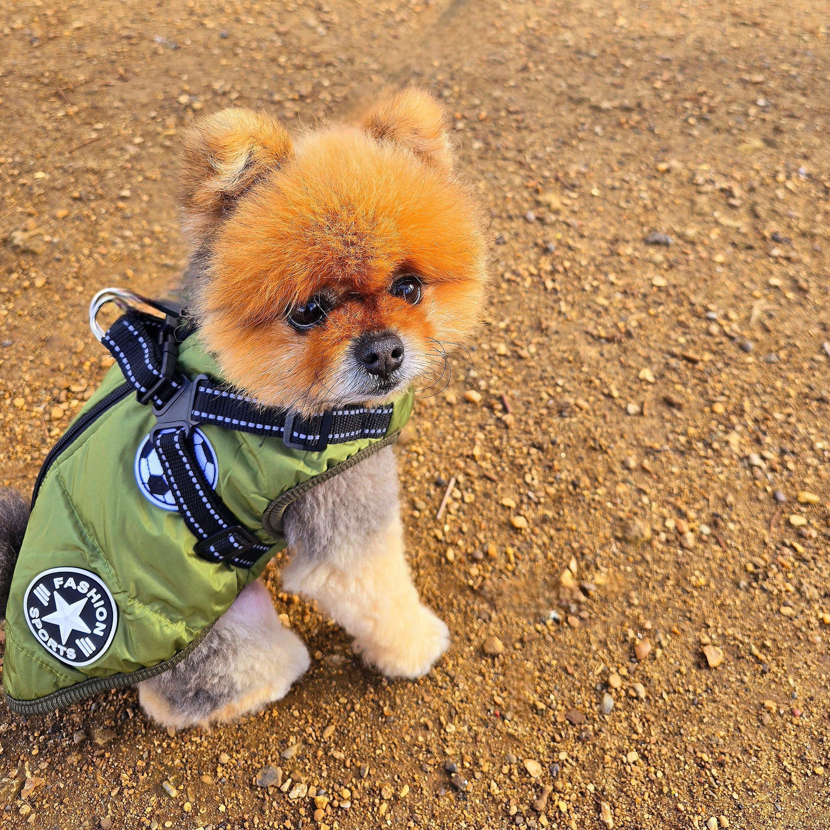 Waterproof Dog Coats + Sweaters