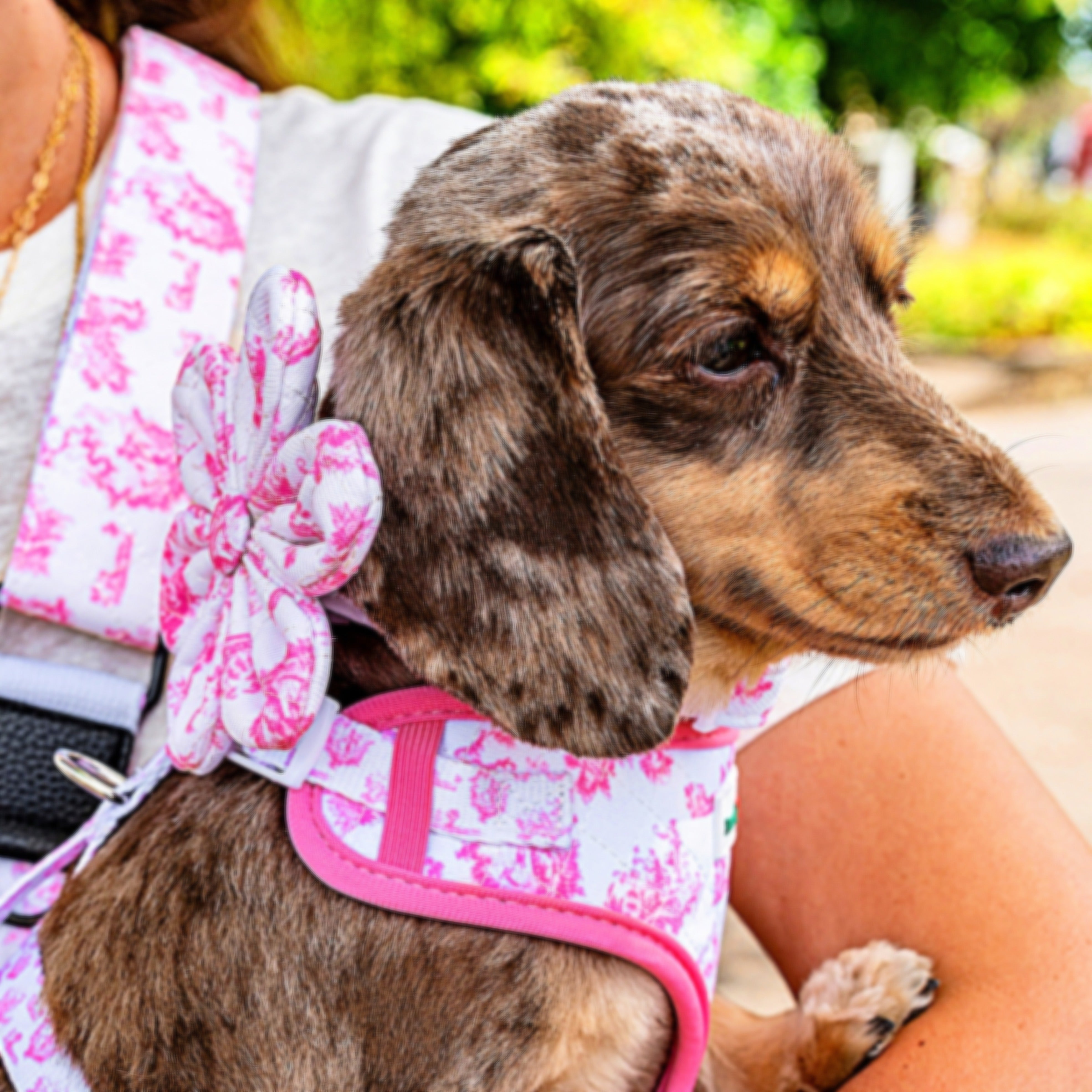 Small black dog wearing a cute pastel brown collar and bow featuring farmyard animals