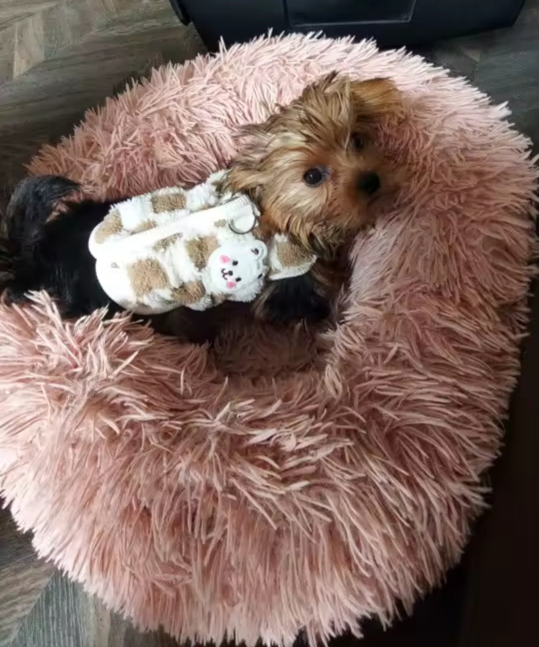 Dog Vest – Paw Wraps