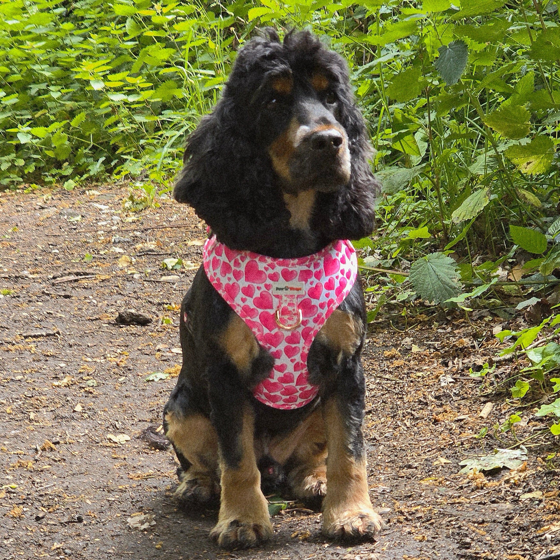 Black and tan dog wearing pink heart print harness on forest path, stylish dog walking accessory