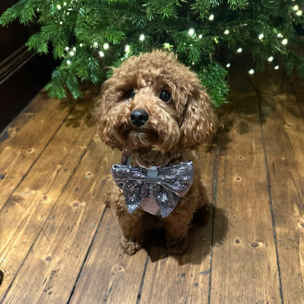 Small brown dog wearing a sparkly bow tie sitting on a wooden floor with a Christmas tree in the background.