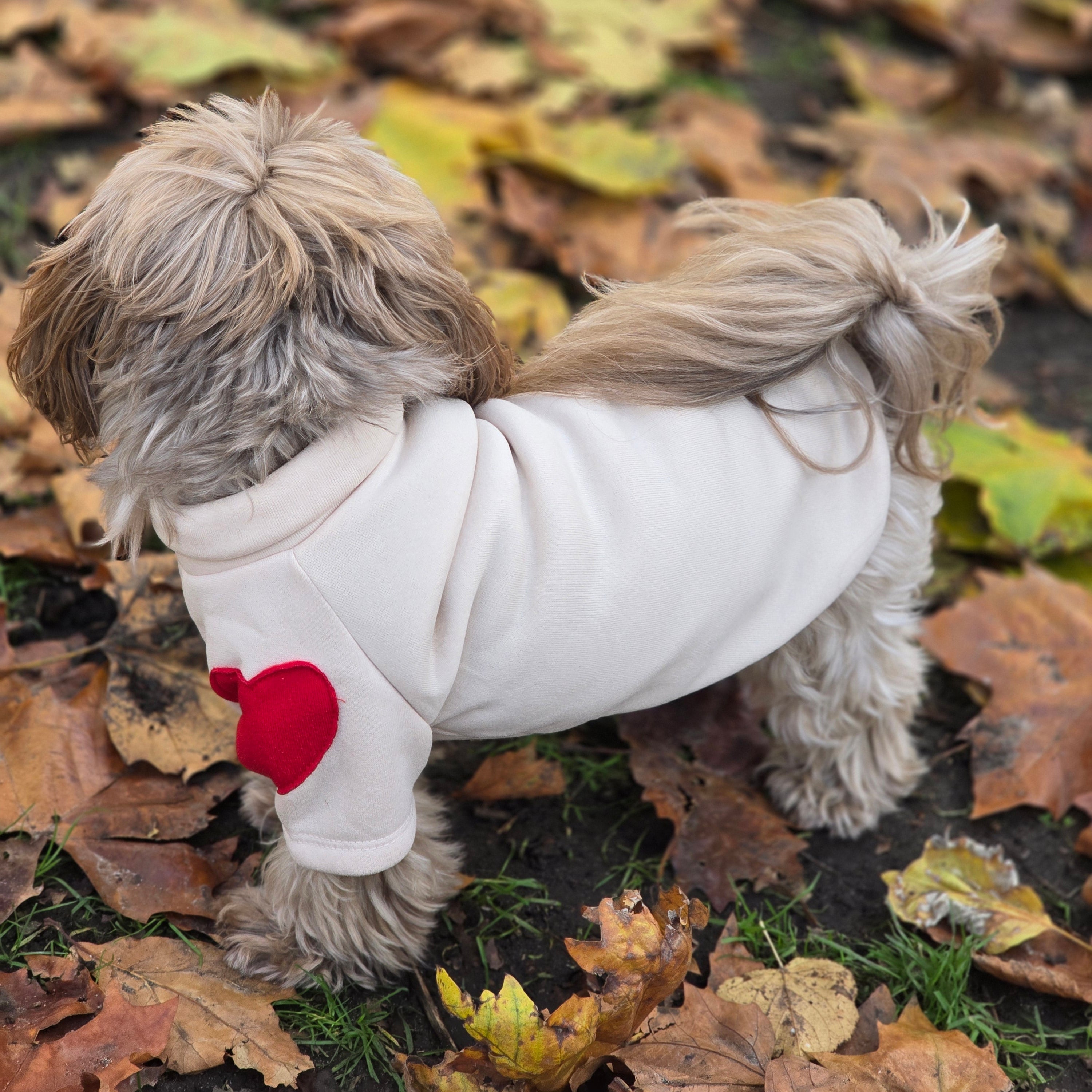 Small dog in cozy white sweater with red heart, autumn leaves background