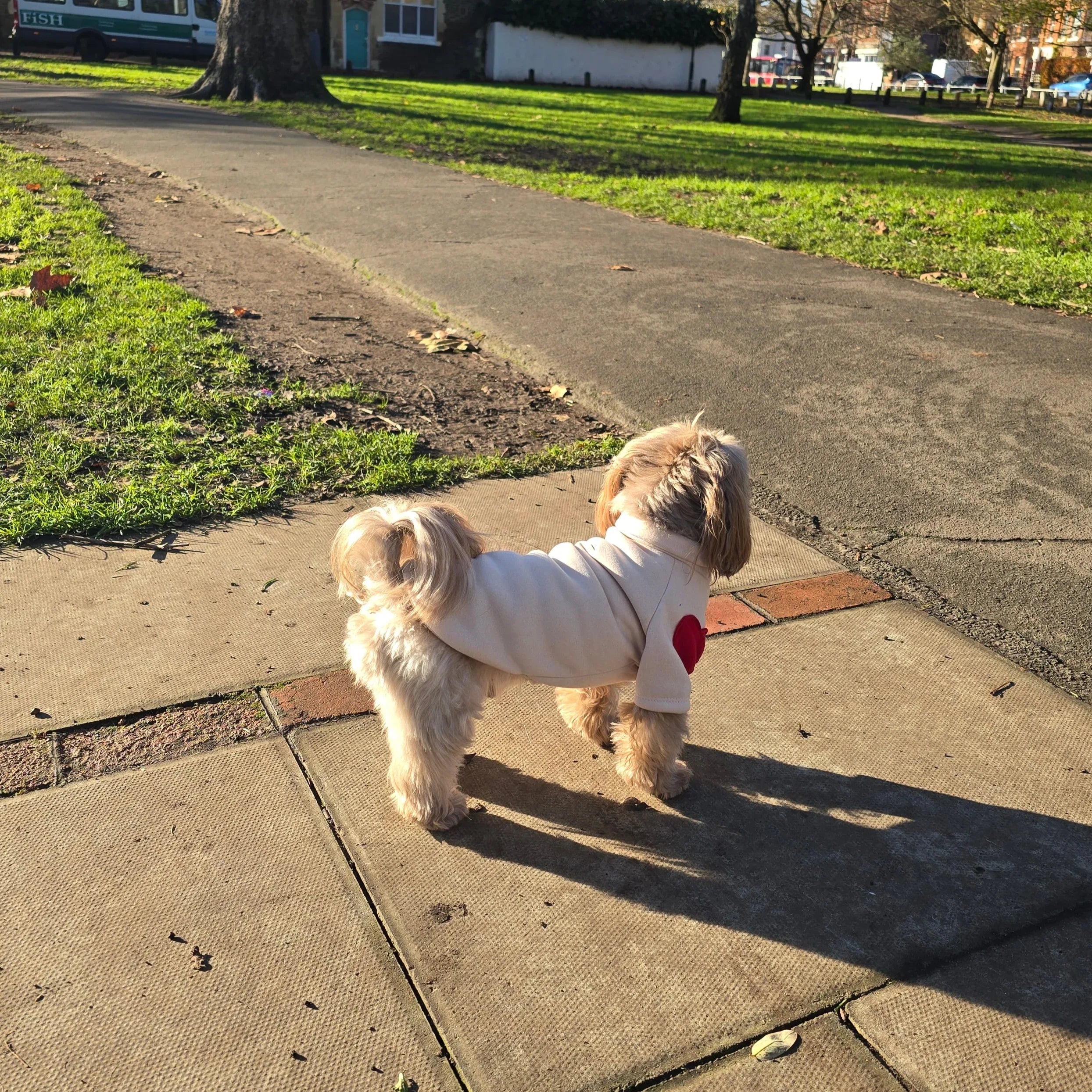 Small dog in cozy cream coat with red heart, walking on park path