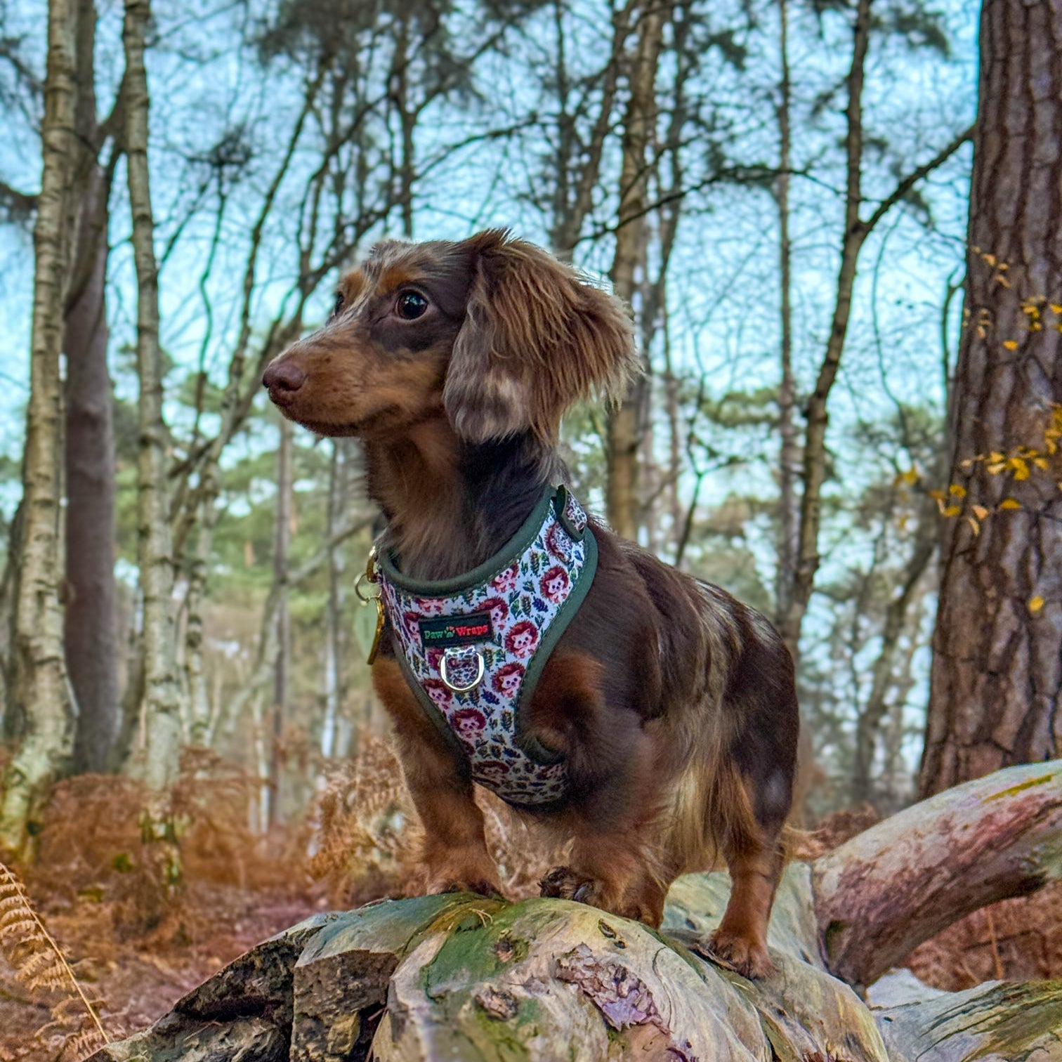 Country Hedgehog No Pull Dog Harness