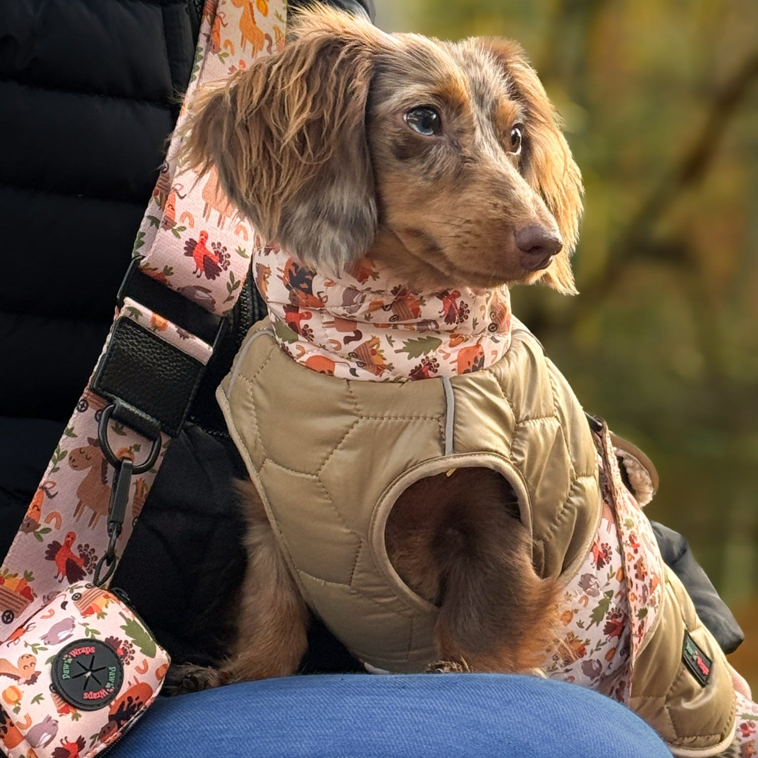 Dachshund in cozy quilted vest and autumn print scarf, stylish dog walking gear