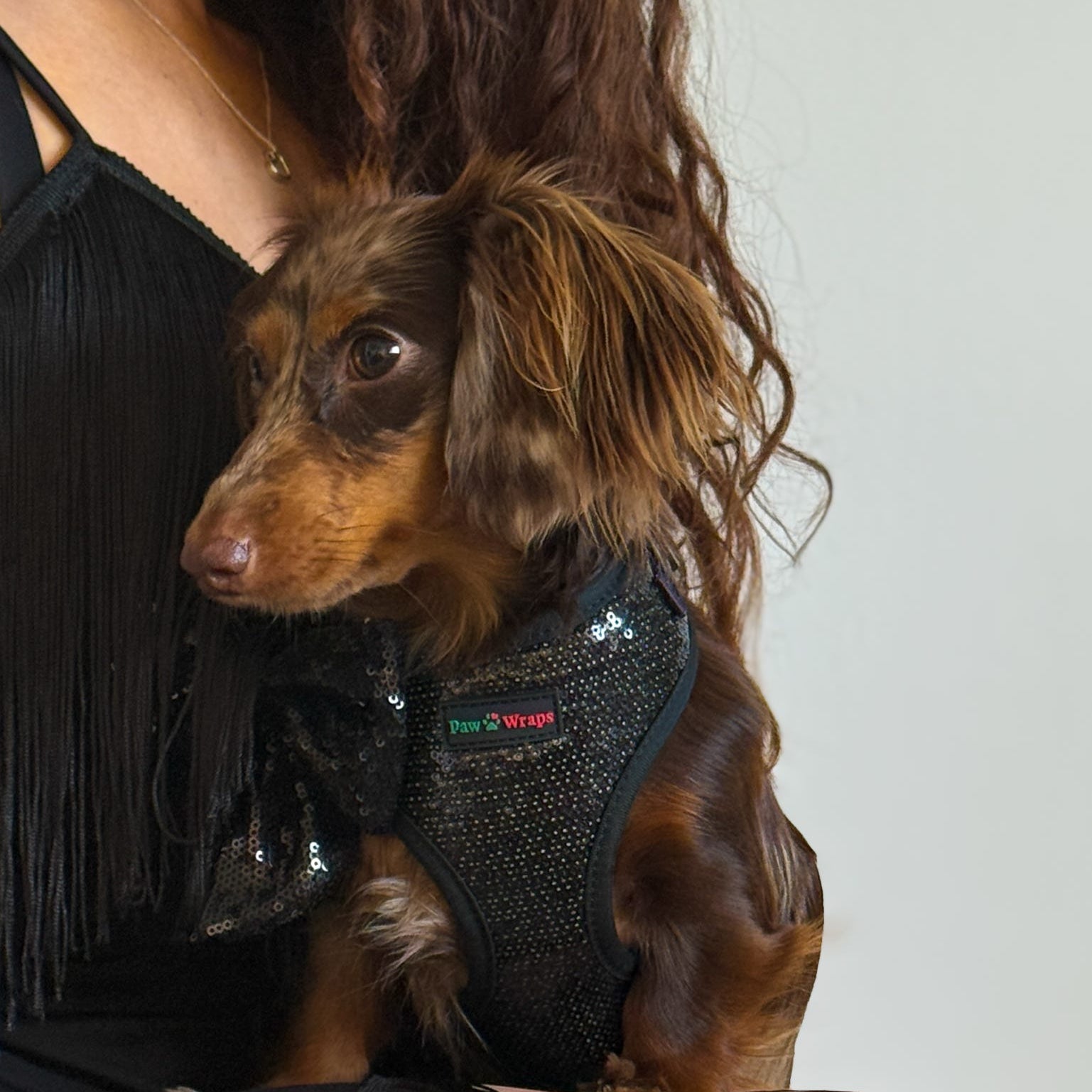 Small dog in stylish black sequin harness, perfect for luxury walks and chic pet fashion.