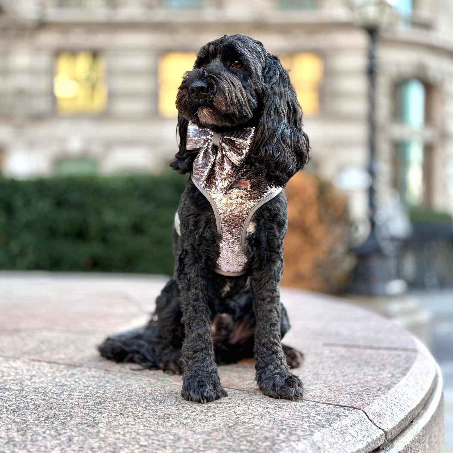 Stylish black dog in rose gold sequin harness with bow tie, sitting on stone ledge, perfect for luxury small dog walks.
