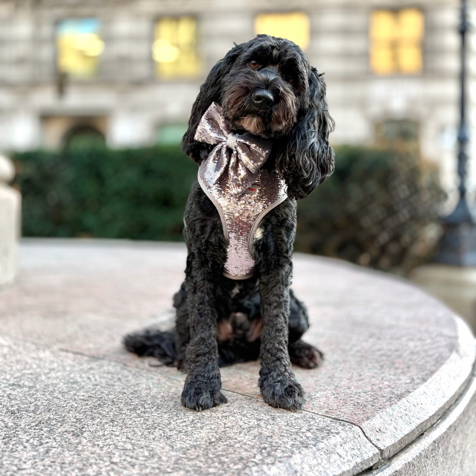 Sequinned Celebration Dog Harness