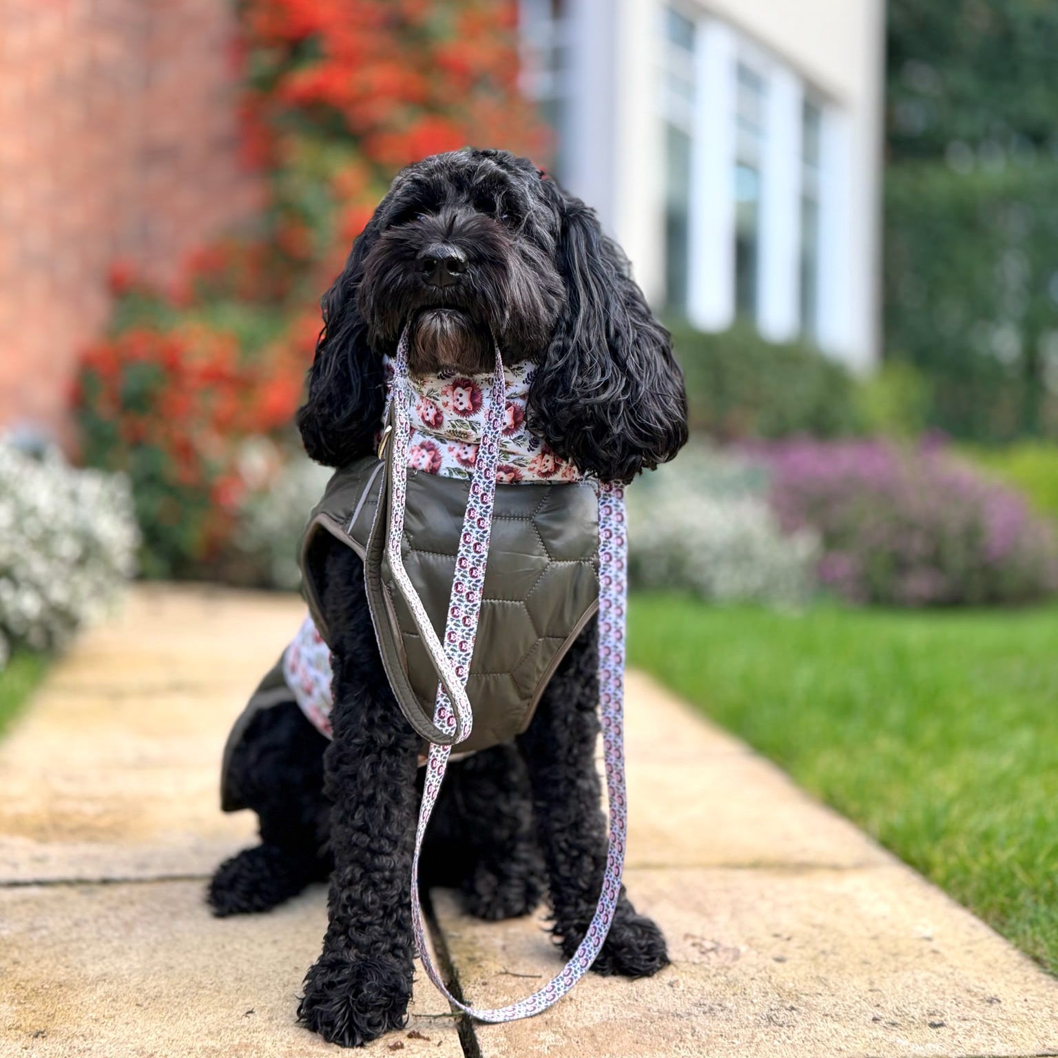 Black dog wearing a harness and leash on a wooden path with a building and garden in the background