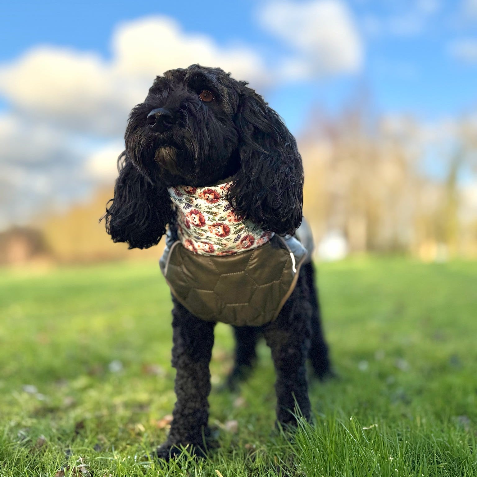 Dog wearing a patterned shirt and beige jacket standing on grass with a blue sky in the background