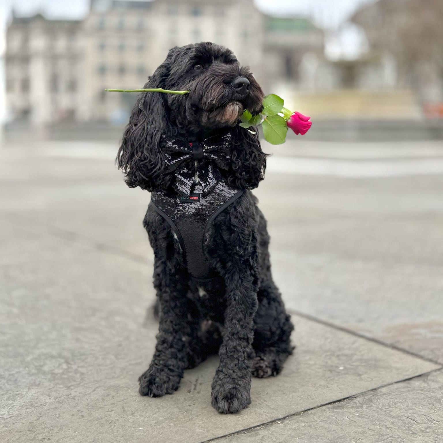 Black dog in sequin harness holding pink rose, stylish pet accessory for walks