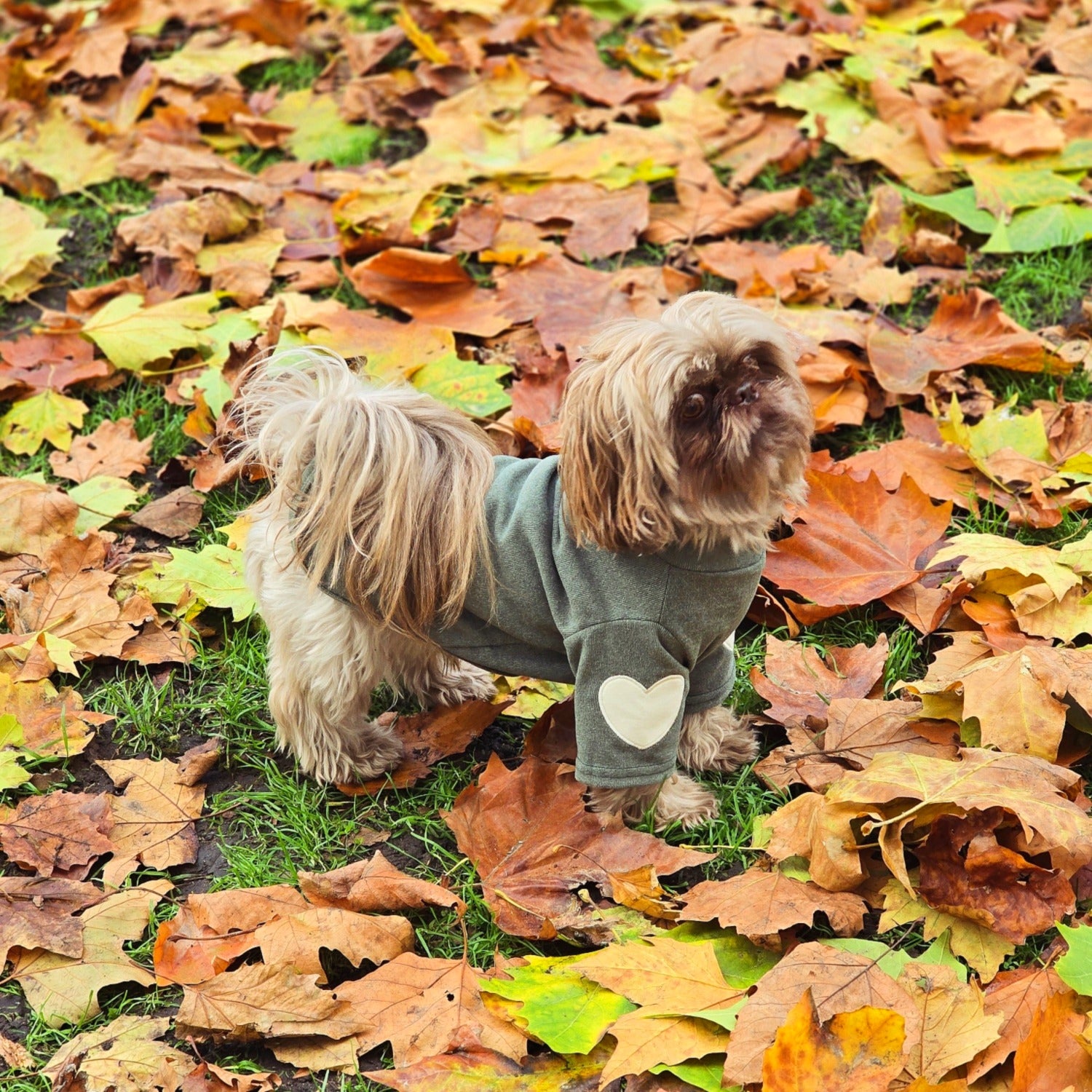 Small dog in cozy green sweater with heart patch, standing on autumn leaves