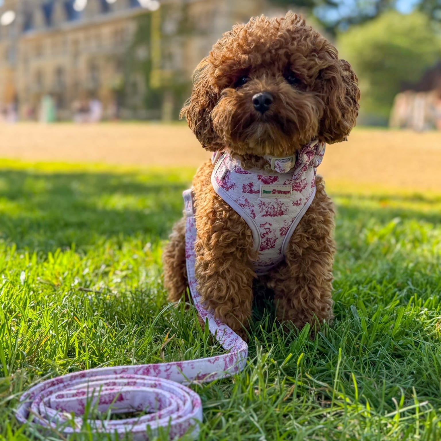 Cute poodle in floral harness and matching leash on grass, stylish dog walking gear