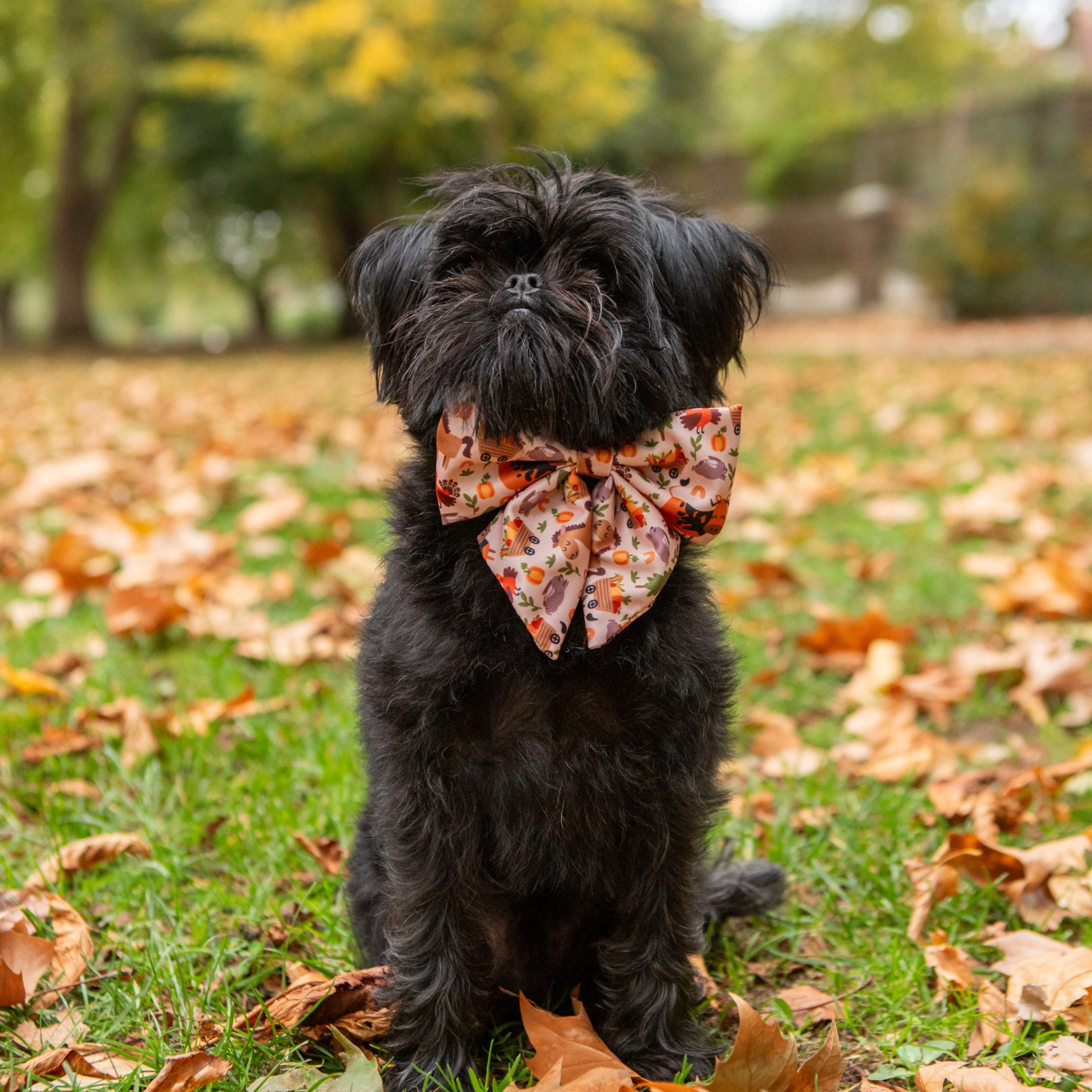 Small black dog wearing autumn-themed bow tie in fall leaves, stylish puppy accessory for seasonal walks