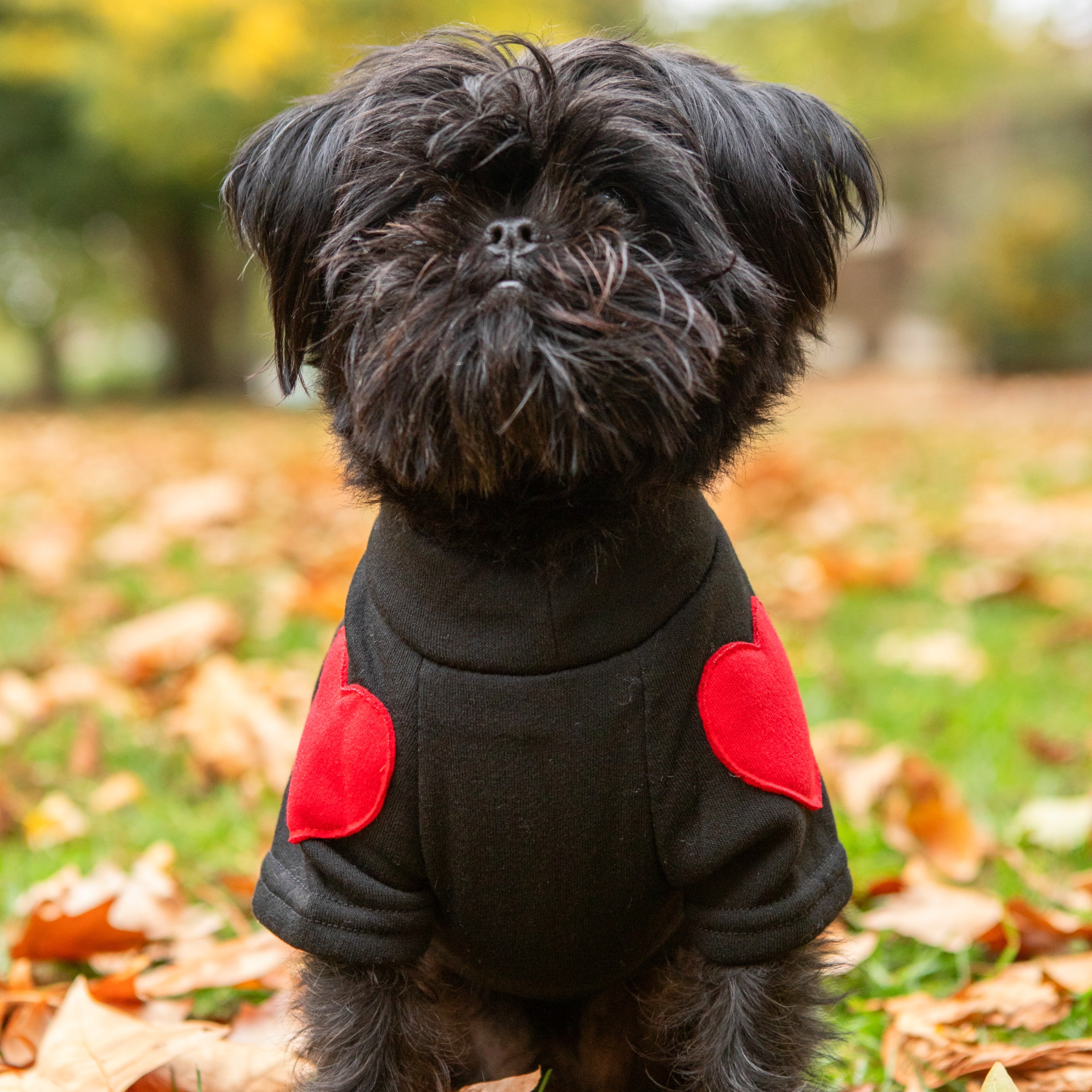 Small black dog in cozy black coat with red hearts, autumn leaves background, stylish puppy apparel