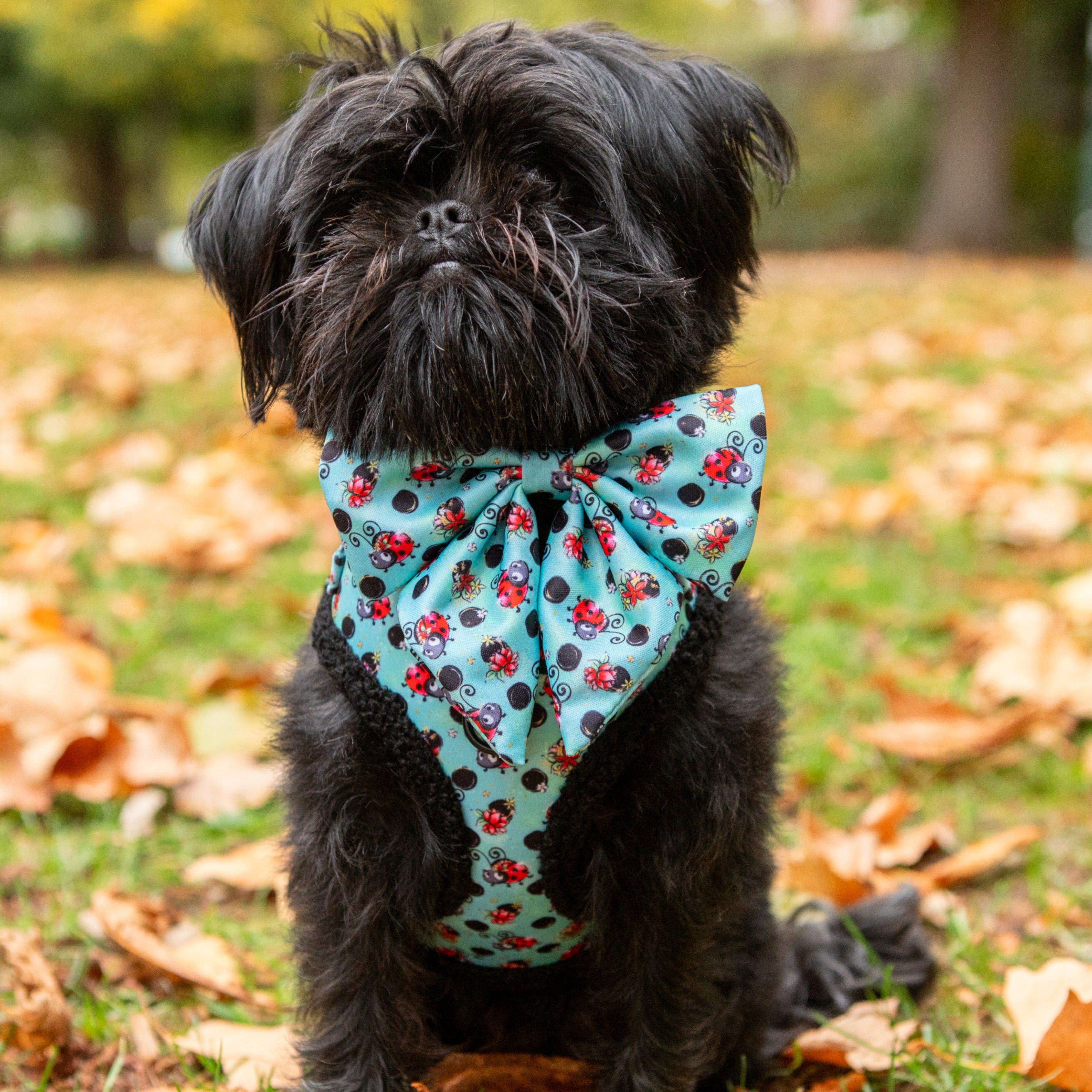 Small black dog wearing a teal ladybug print bow tie harness, sitting in autumn leaves.
