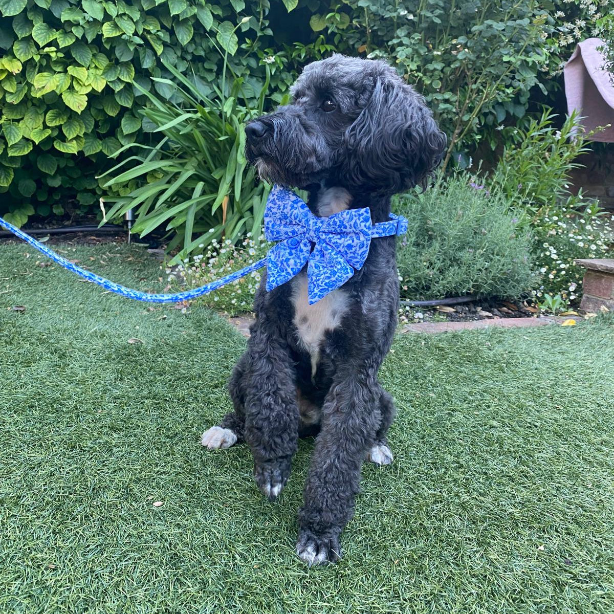 Stylish black dog wearing blue floral bow tie and matching leash, sitting on grass in garden