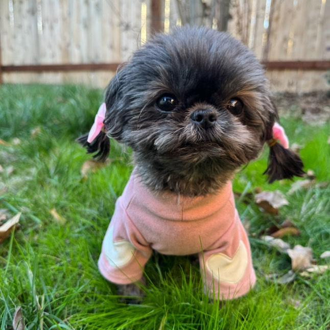 small shih tzu wearing pink pullover with white love hearts