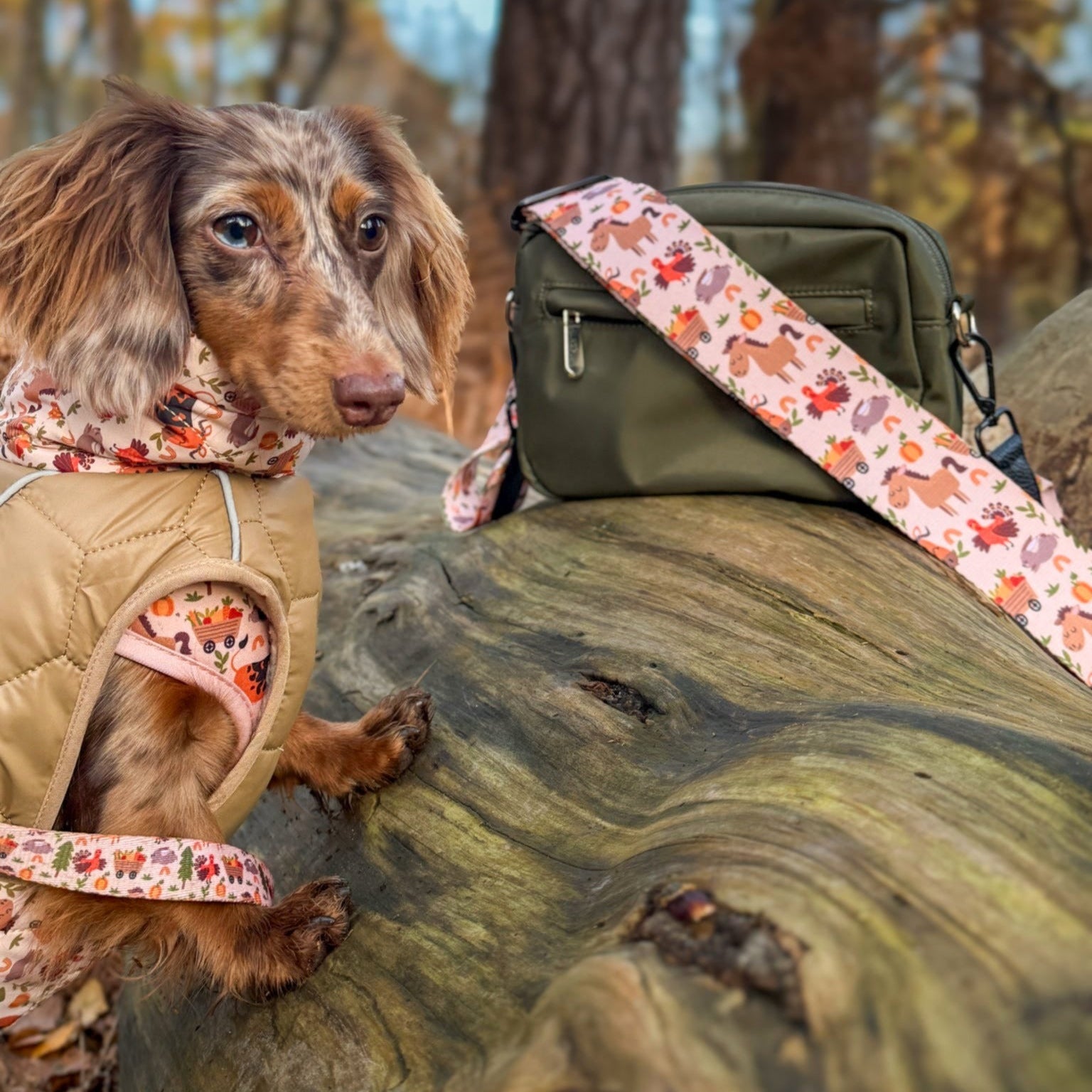 Dachshund in autumn print dog vest & matching leash beside olive bag on log, fall forest walk