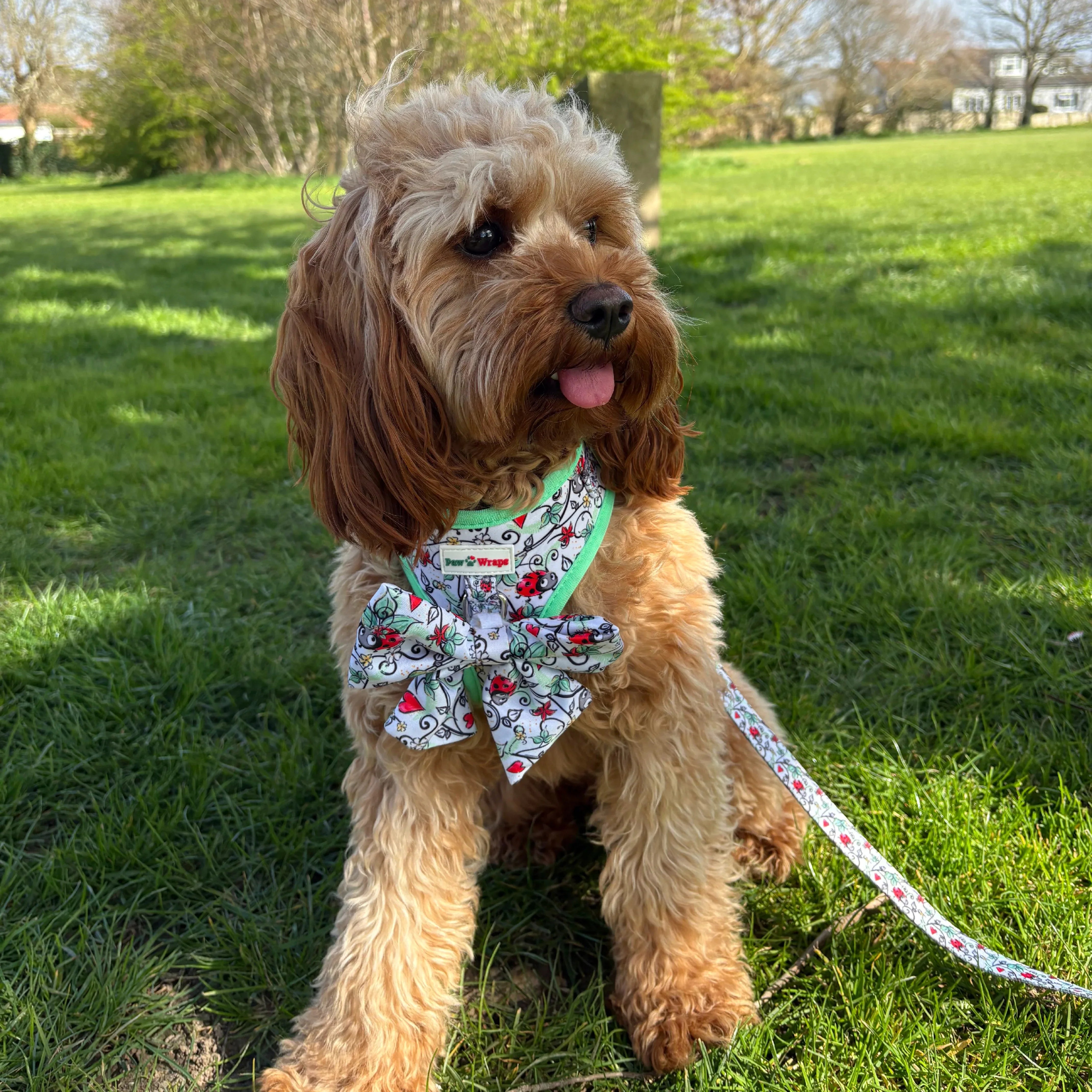 Cute dog in floral harness and matching leash, sitting on grass, ready for a stylish walk.