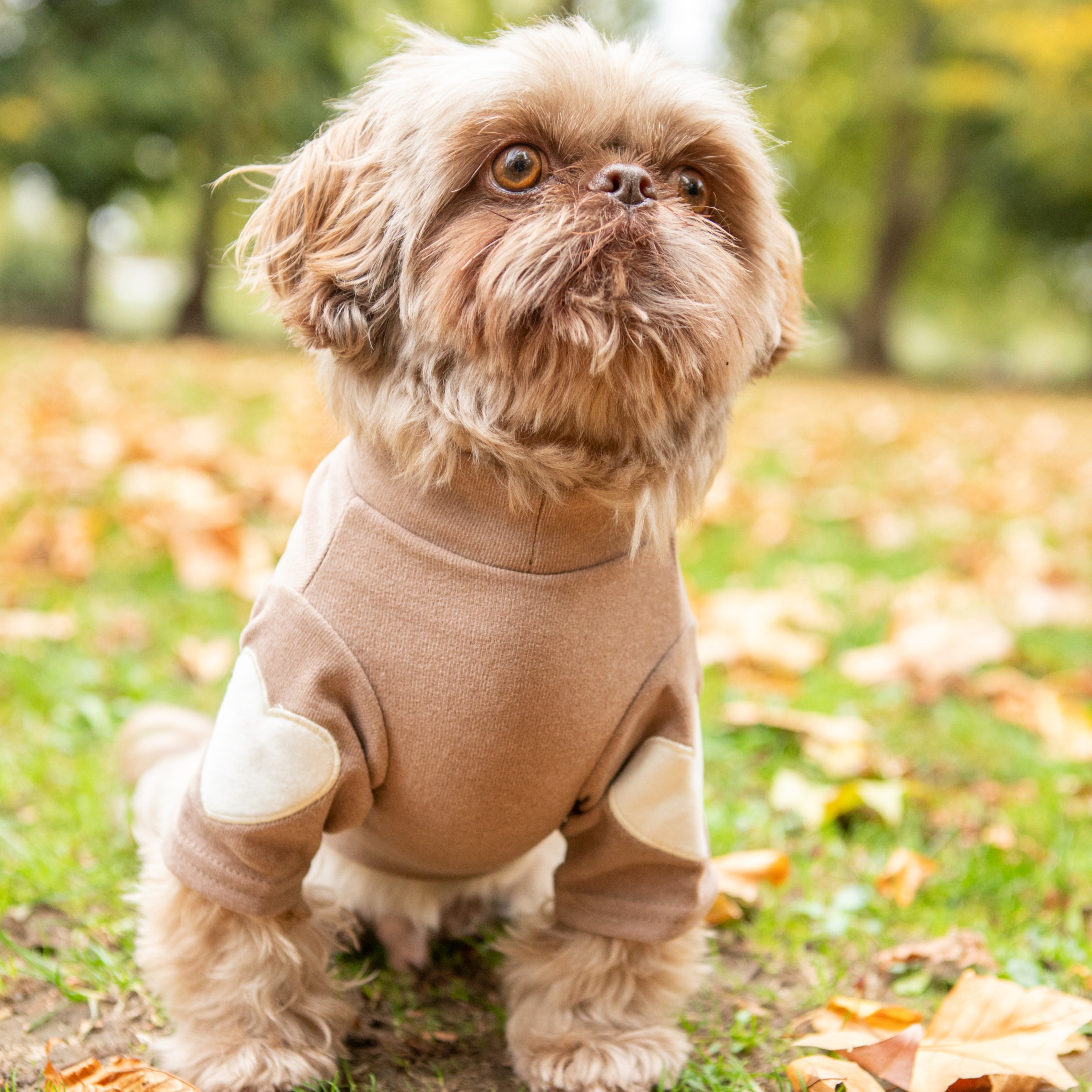 Small dog in cozy beige sweater with cream elbow patches, sitting on grass among autumn leaves