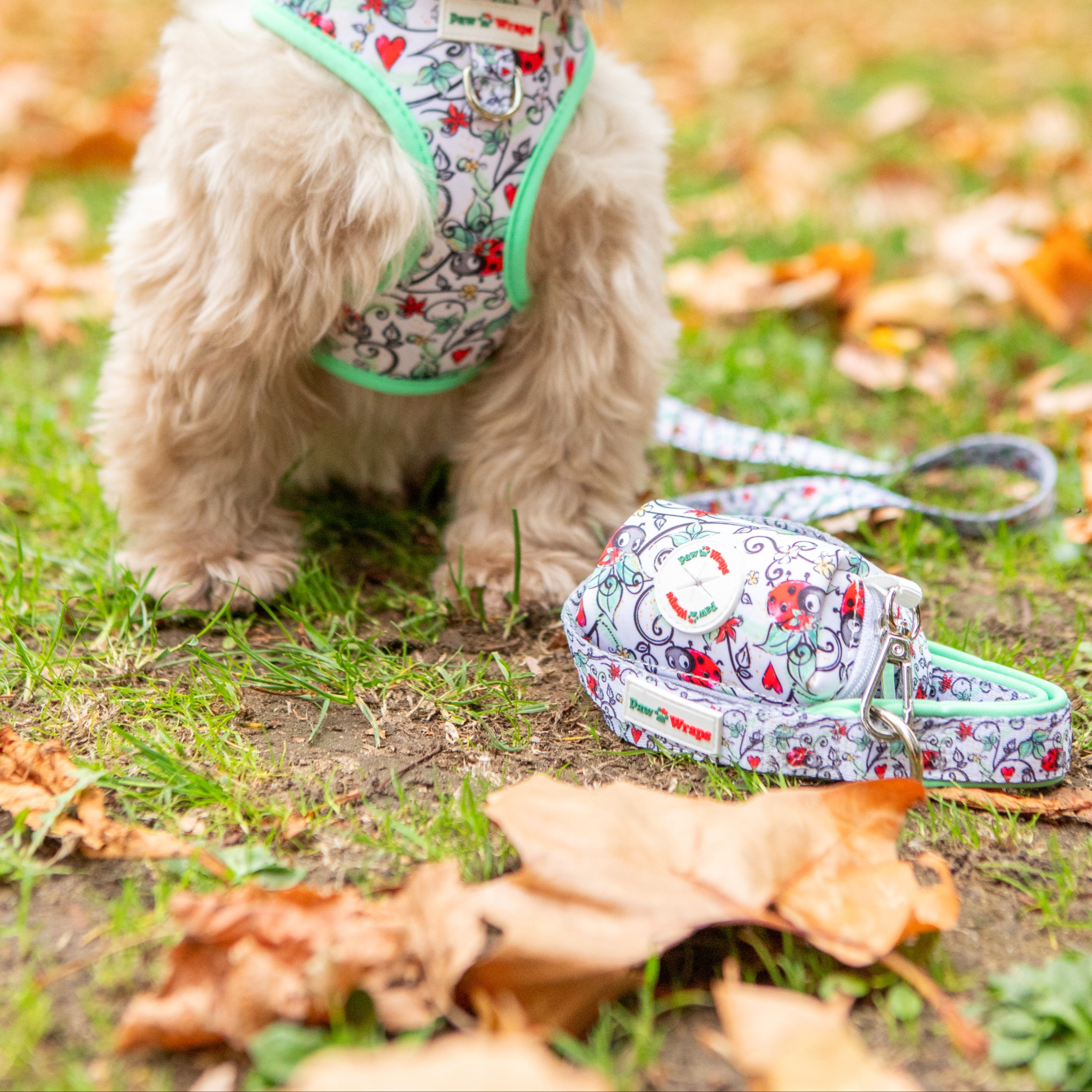 Small dog in floral harness and matching leash on grass with autumn leaves