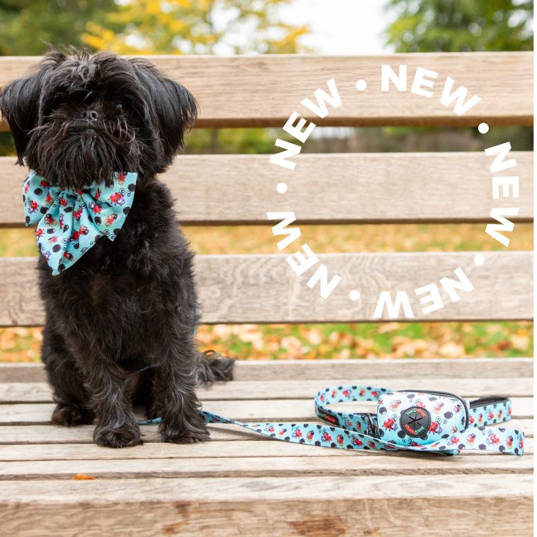 Small black dog wearing floral bow tie and matching leash on park bench, new luxury pet accessories