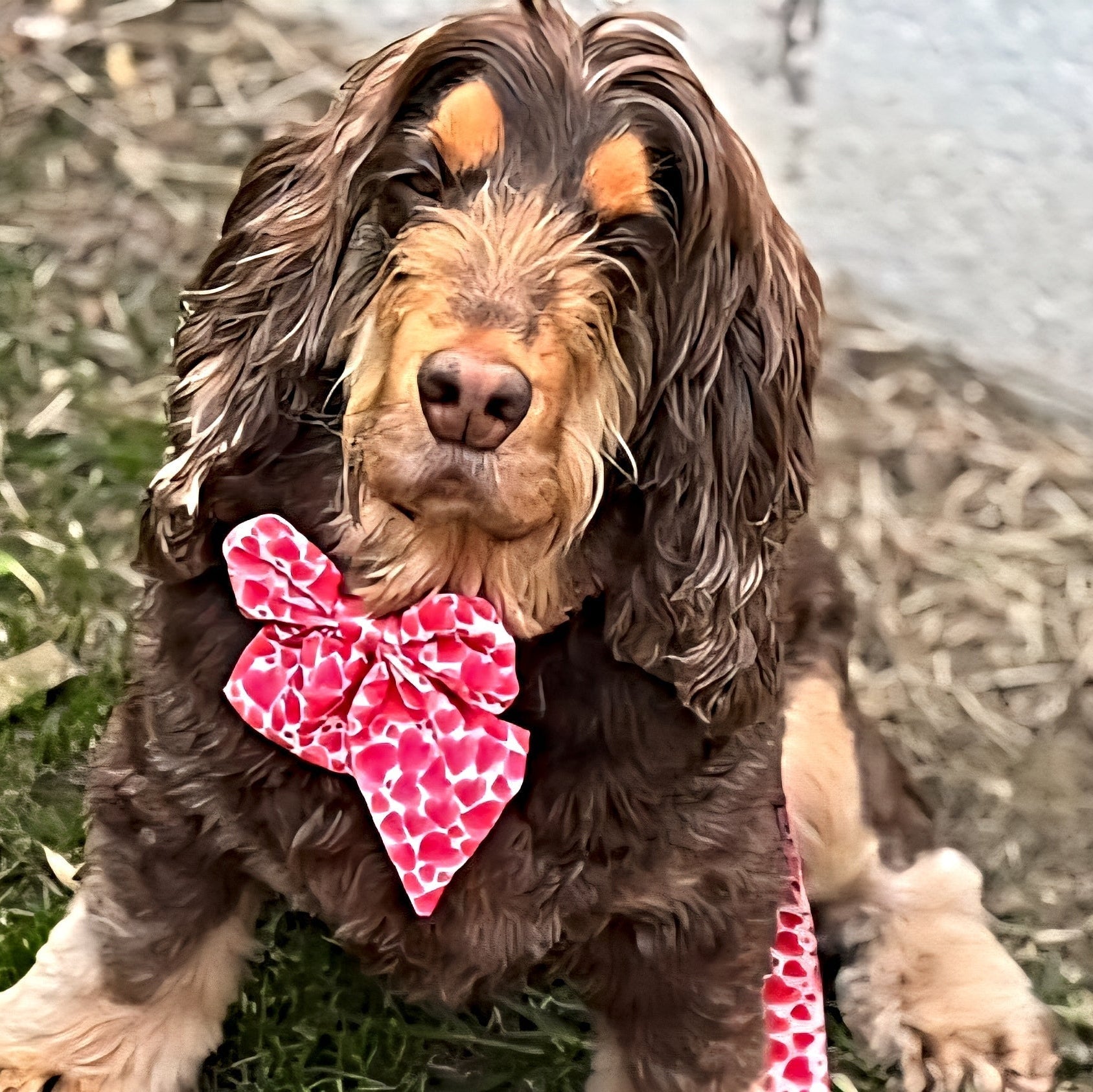 Paw Wraps Dog Sailor Bow Hot Pink Love Hearts Dog Sailor Bow Tie