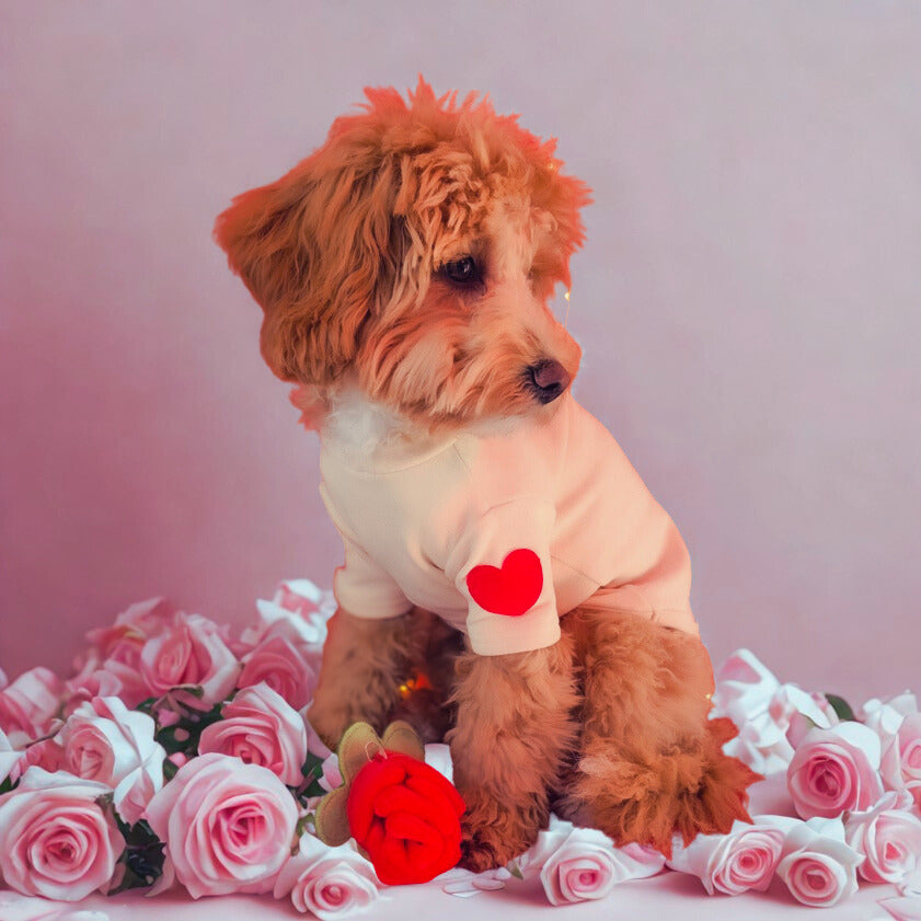 Fluffy puppy in cream sweater with red heart, surrounded by pink roses, stylish dog apparel