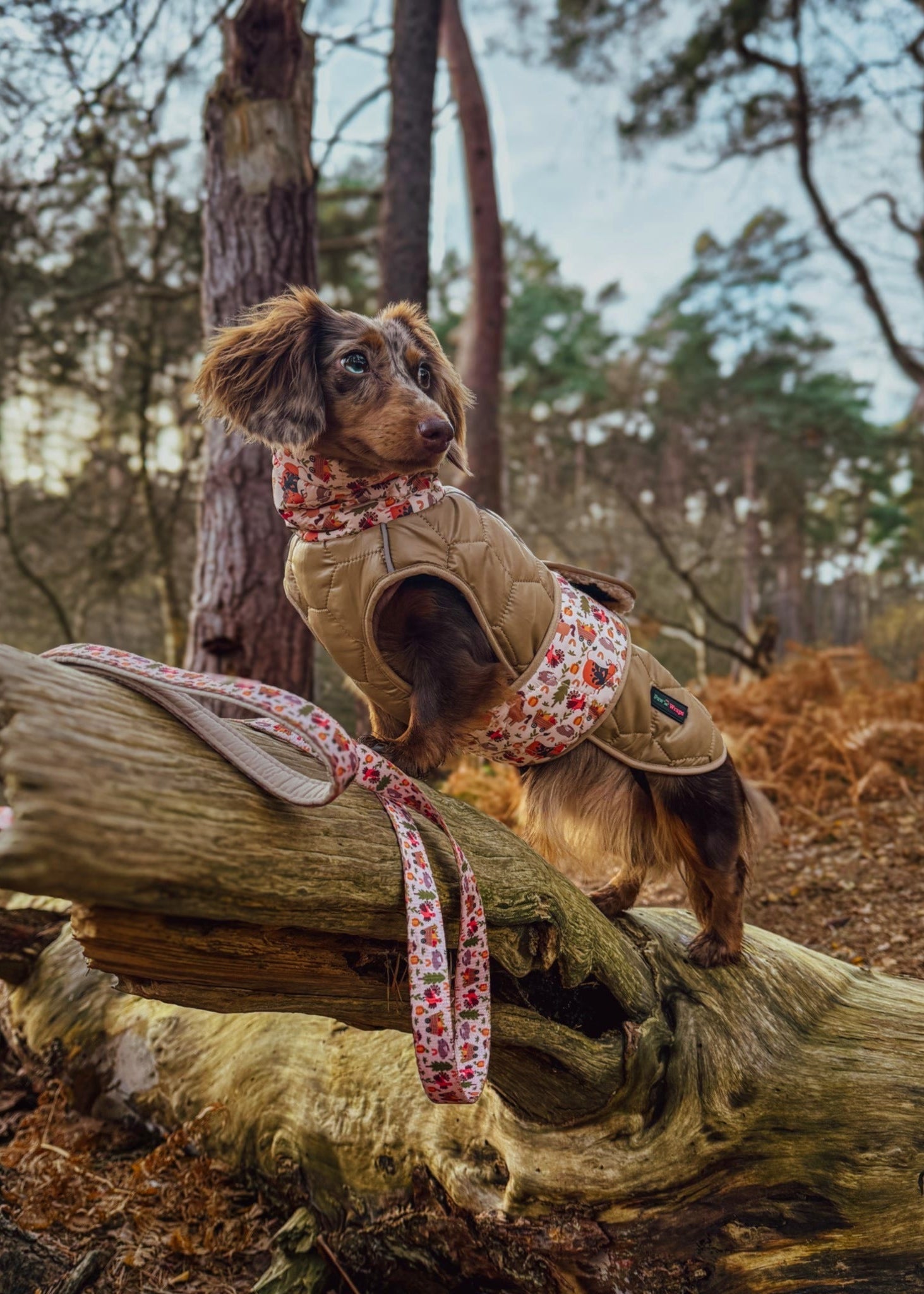 Dachshund in floral harness and quilted vest standing on log in forest