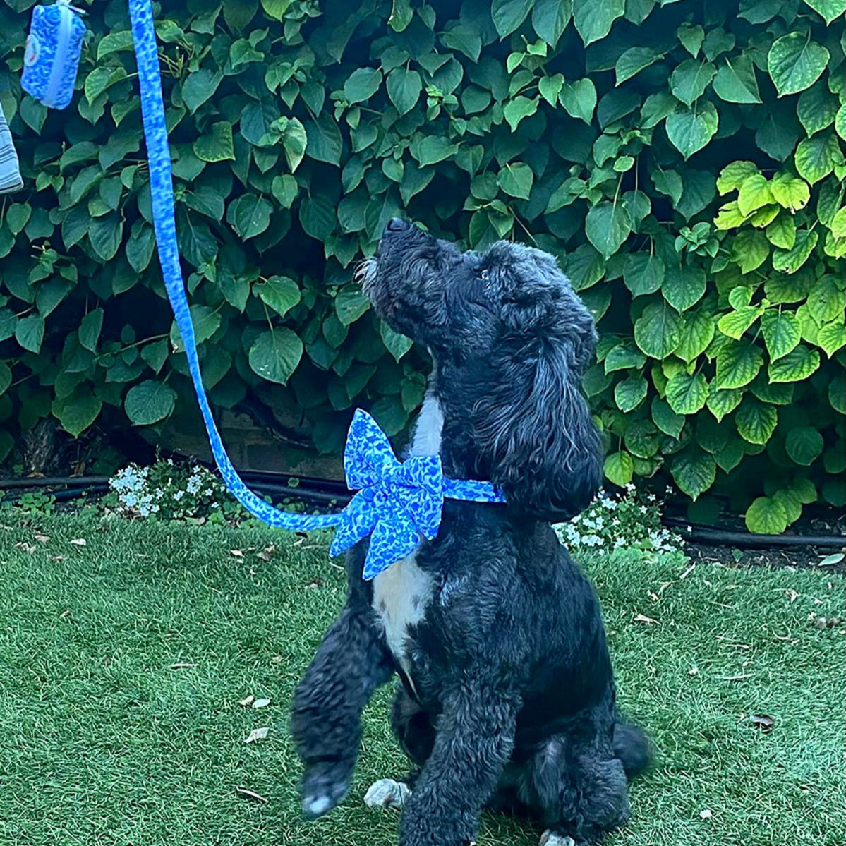 Stylish black dog wearing blue patterned bow tie and matching leash, sitting on grass near green hedge