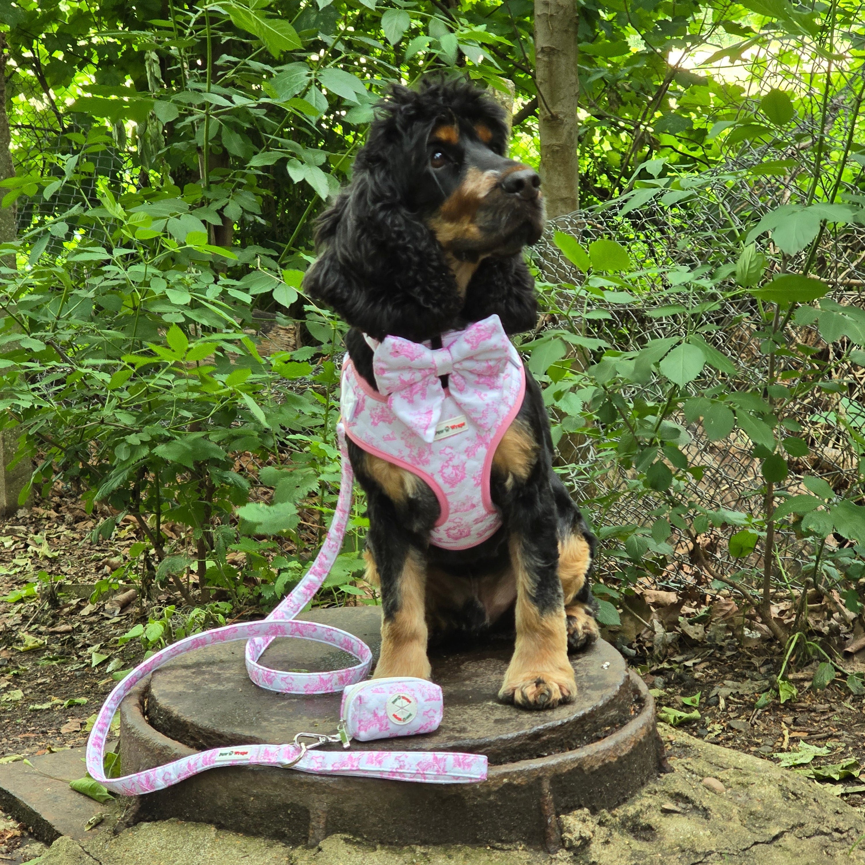 Dog Wear