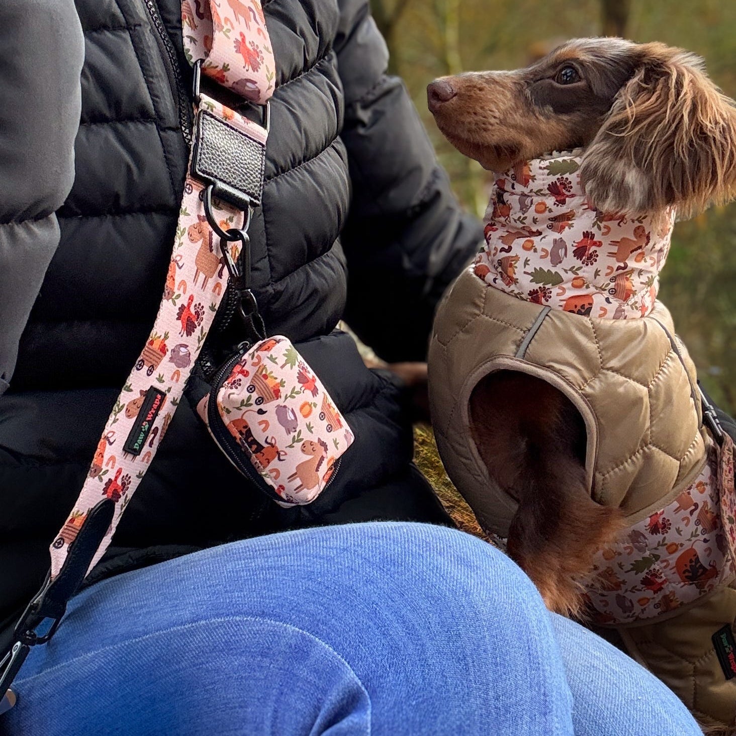 Small black dog wearing a cute pastel brown collar and bow featuring farmyard animals
