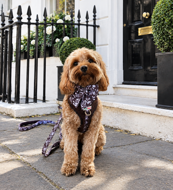 Trending at Paw Wraps