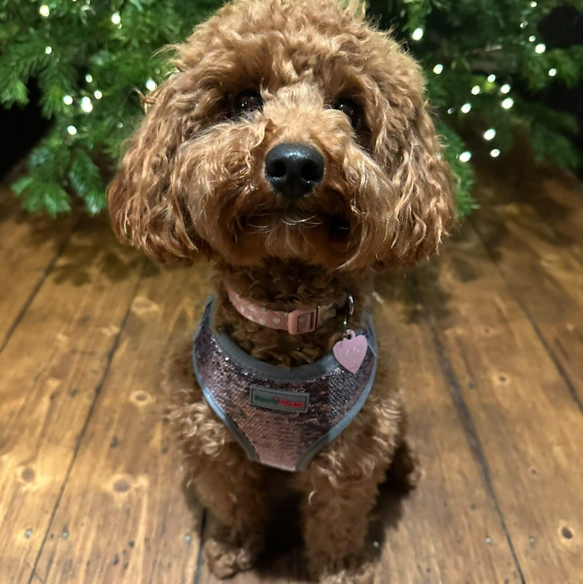 Small brown dog sitting on a wooden floor with a Christmas tree in the background
