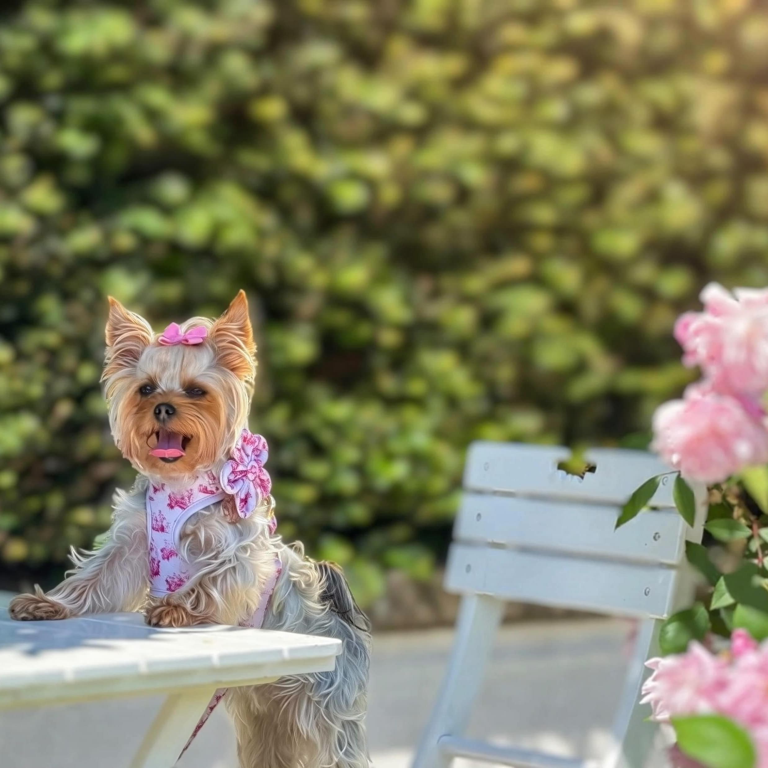 Small dog wearing a pink outfit standing on a table outdoors with greenery and pink roses in the background