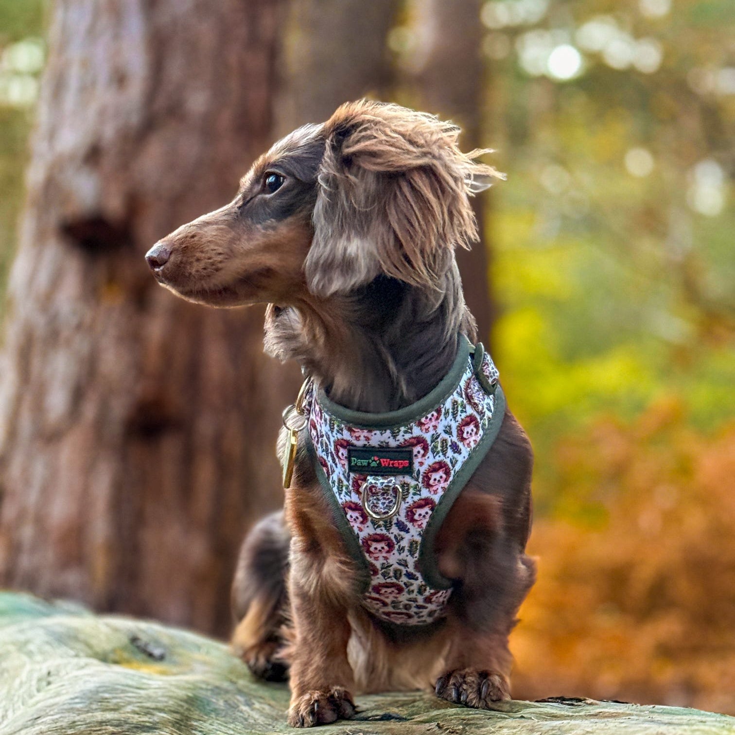 Country Hedgehog No Pull Dog Harness