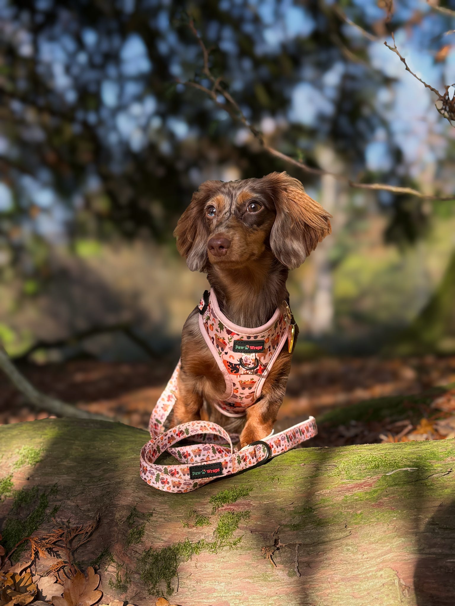 Whimsical Farm Dog Lead