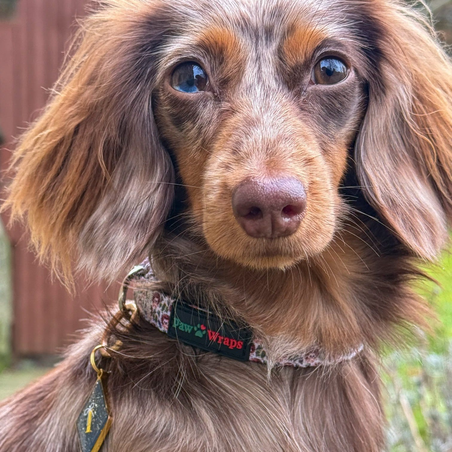 Dachshund wearing a Whimsical Farm collar with a tag, sitting outdoors.