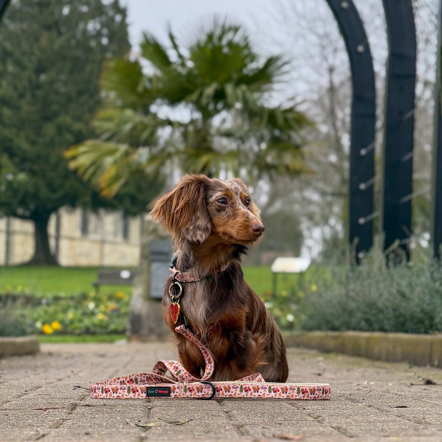Minature dachshund sitting on a paved walkway with a Whimsical Farm lead by Paw Wraps, surrounded by greenery.