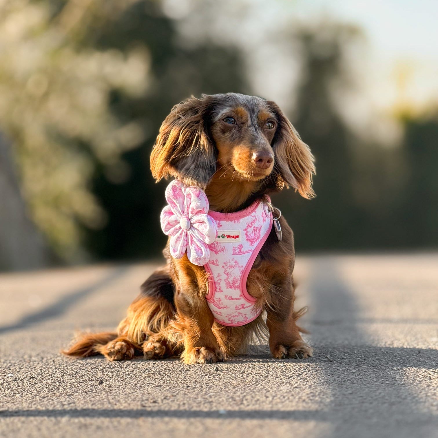 Small dog wearing a pink harness with a pink collar flower on a road with blurred greenery in the background