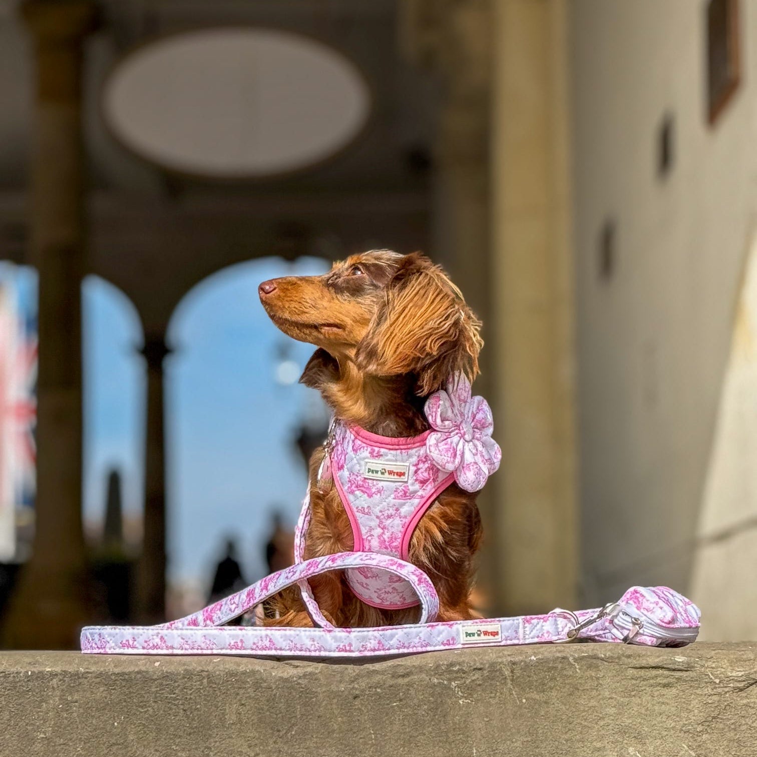 Dog on stone step earing pink harness and pink collar flower