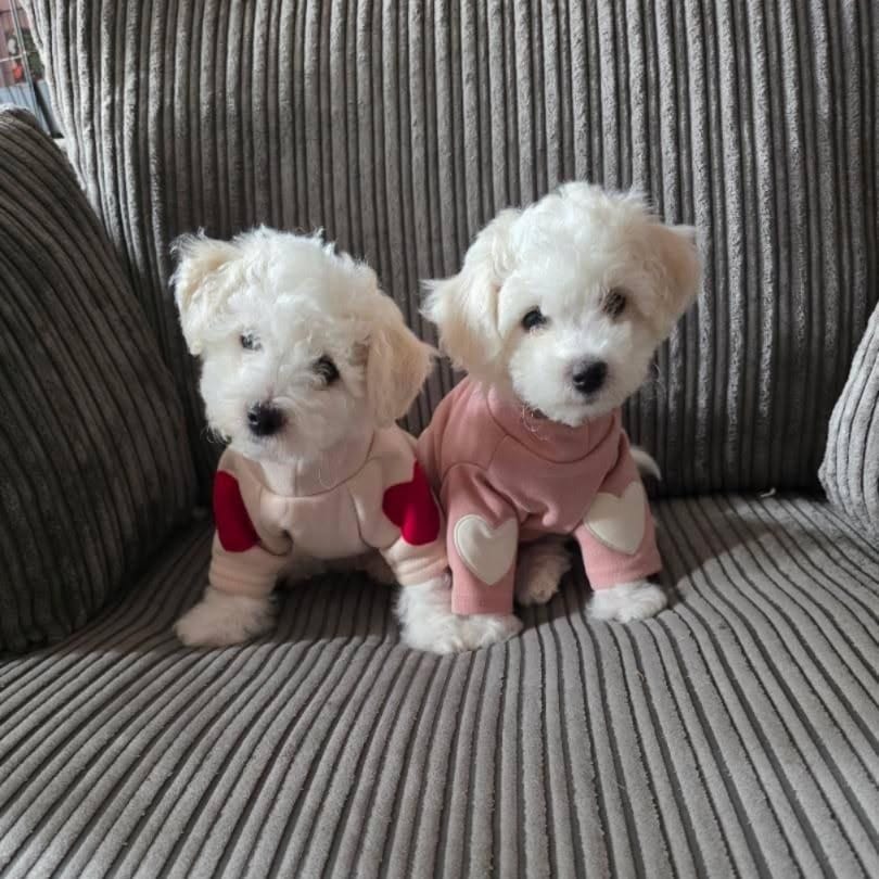 Paw Wraps Dog Pullover Cosy Puppy Dog Pullover