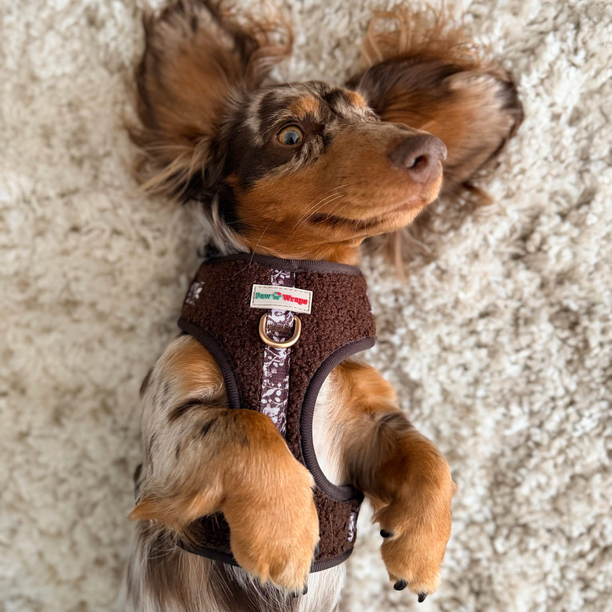 Paw Wraps Dog Harness Choco Teddy Floral Harness