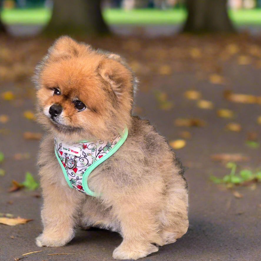 Small dog wearing a colorful harness sitting on a patterned surface with a brick wall background.