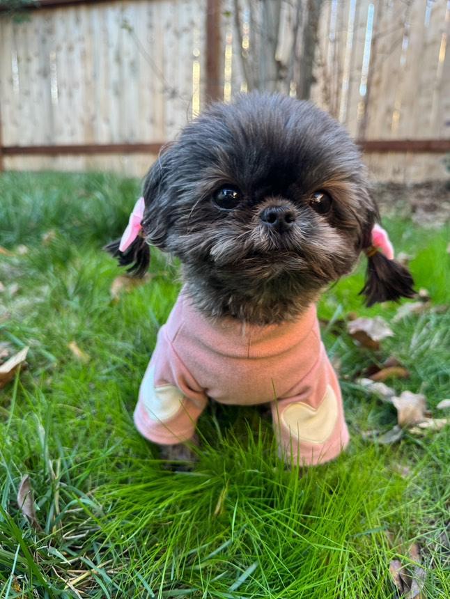 Cosy Puppy Dog Pullover