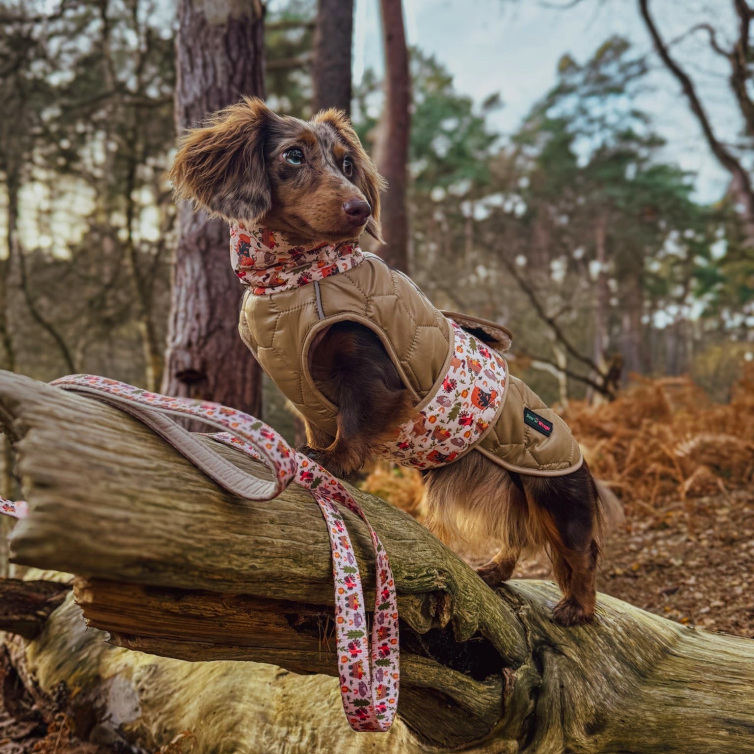 Paw Wraps waterproof whimsical farm dog coat on dachshund with whimsical farm dog lead on display brown and gold colours. 