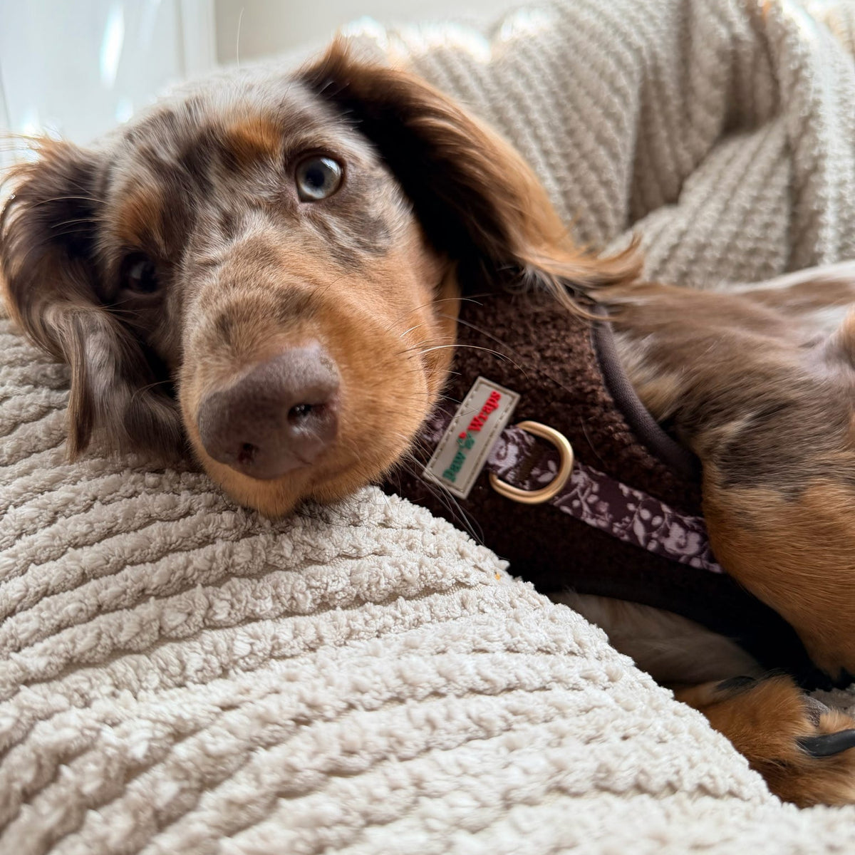 Paw Wraps Dachshund in Dog Harness Choco Teddy Floral Harness