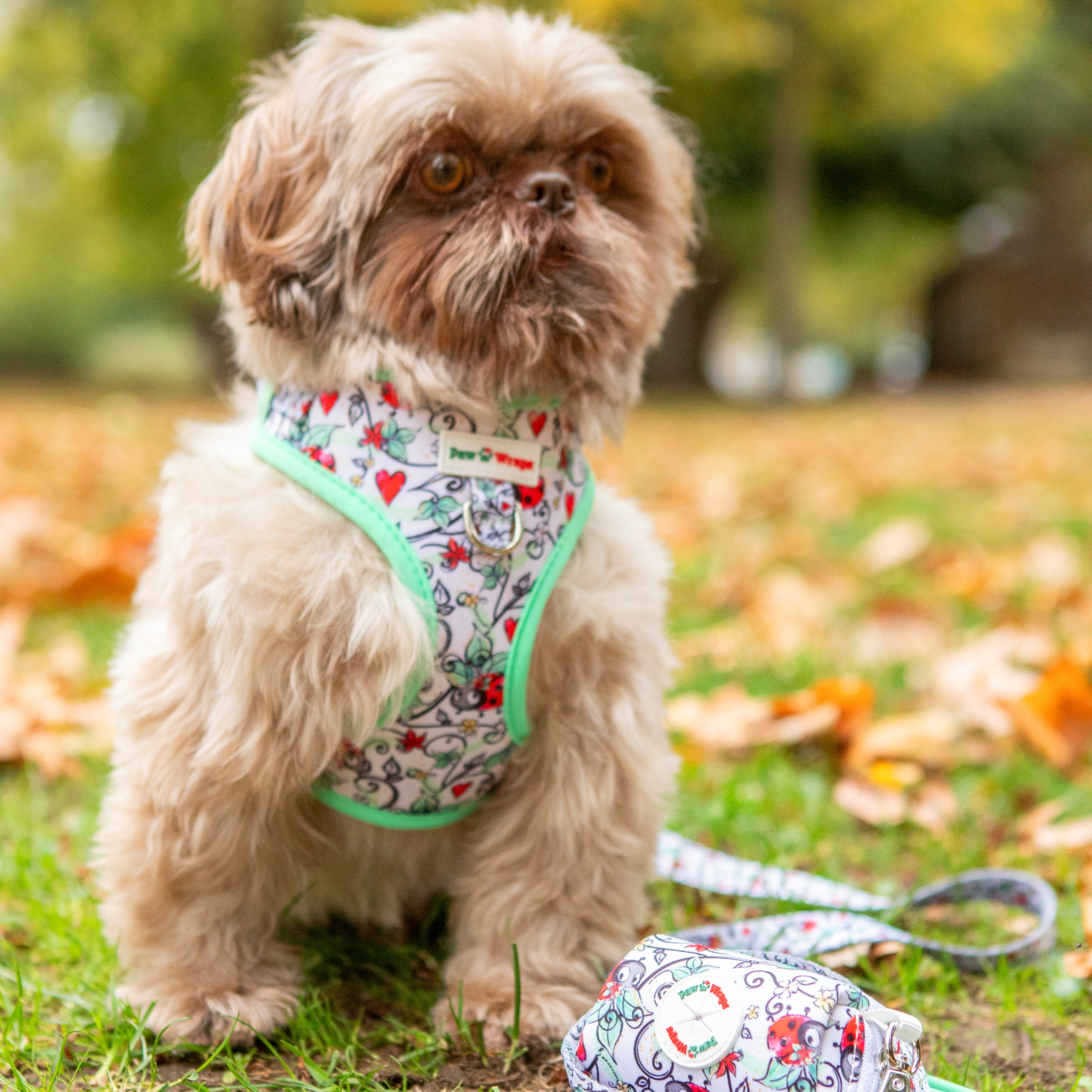 Small dog wearing a ladybird patterned harness and leash in an outdoor setting with leaves on the ground.