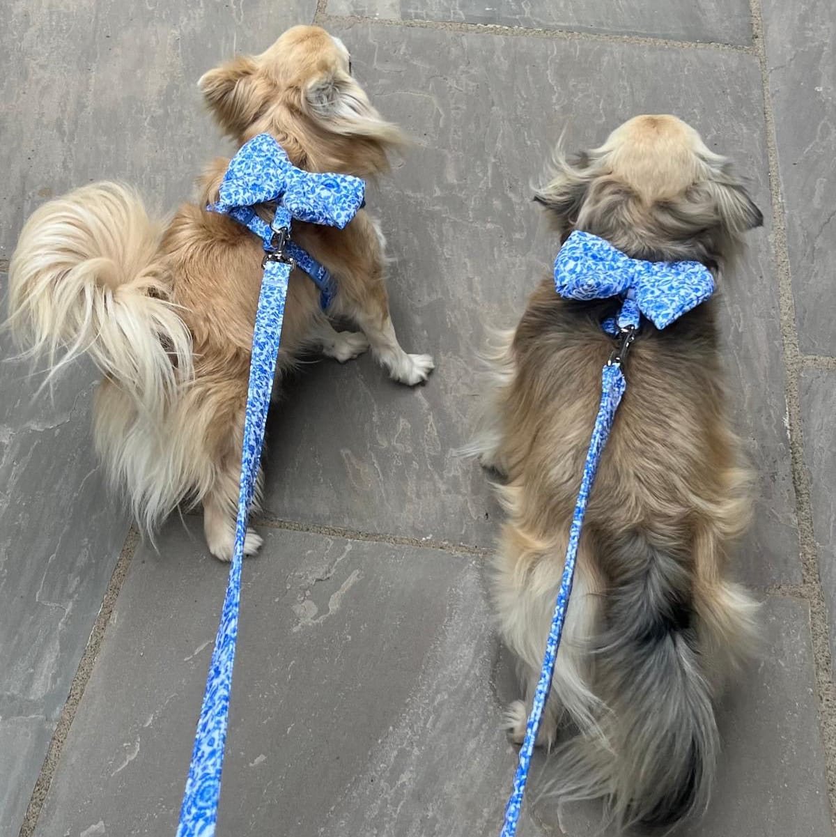 Paw Wraps HARNESS Blue and White Oversized Sailor Bow Tie